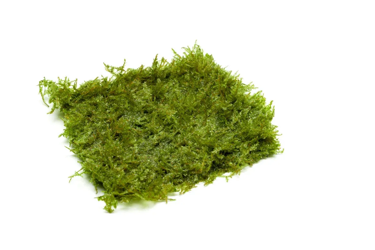 Mini Taiwan Moss on Stainless Steel - Image 2