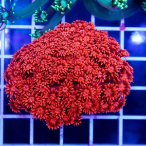 Flower Pot Coral, Red 2.25" WYSIWYG