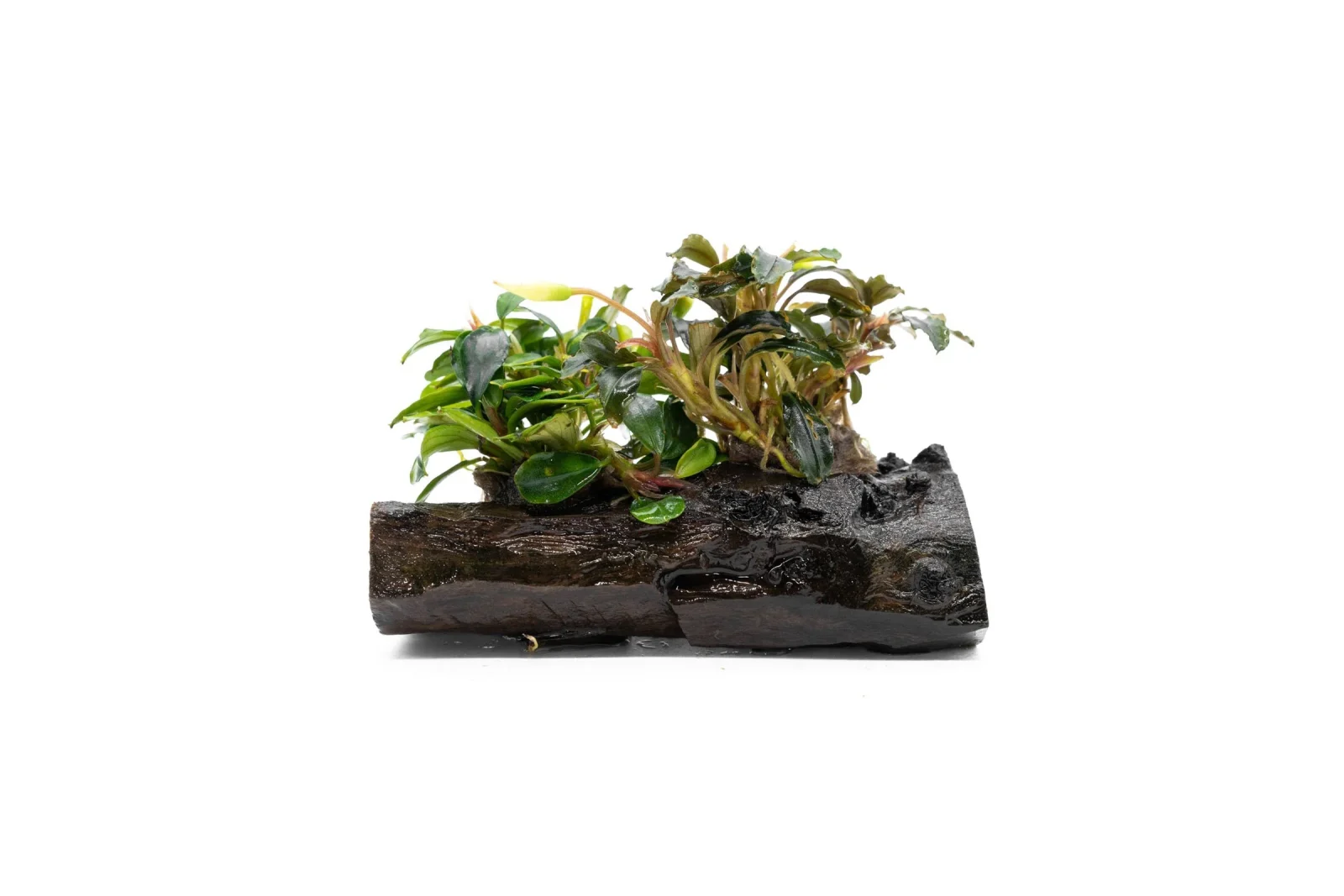 Bucephalandra Mix on Driftwood (Farmed) - Image 2