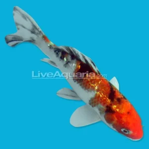Ginrin Koi Mix, Malaysia