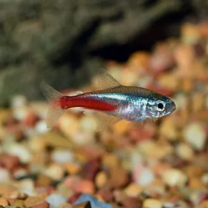 Neon Tetra