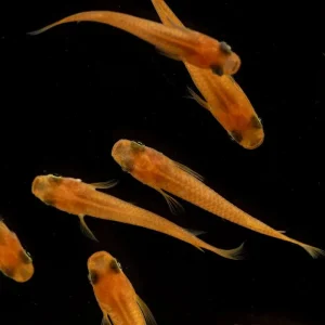Oryzias Sp Pink Medaka Rice Fish