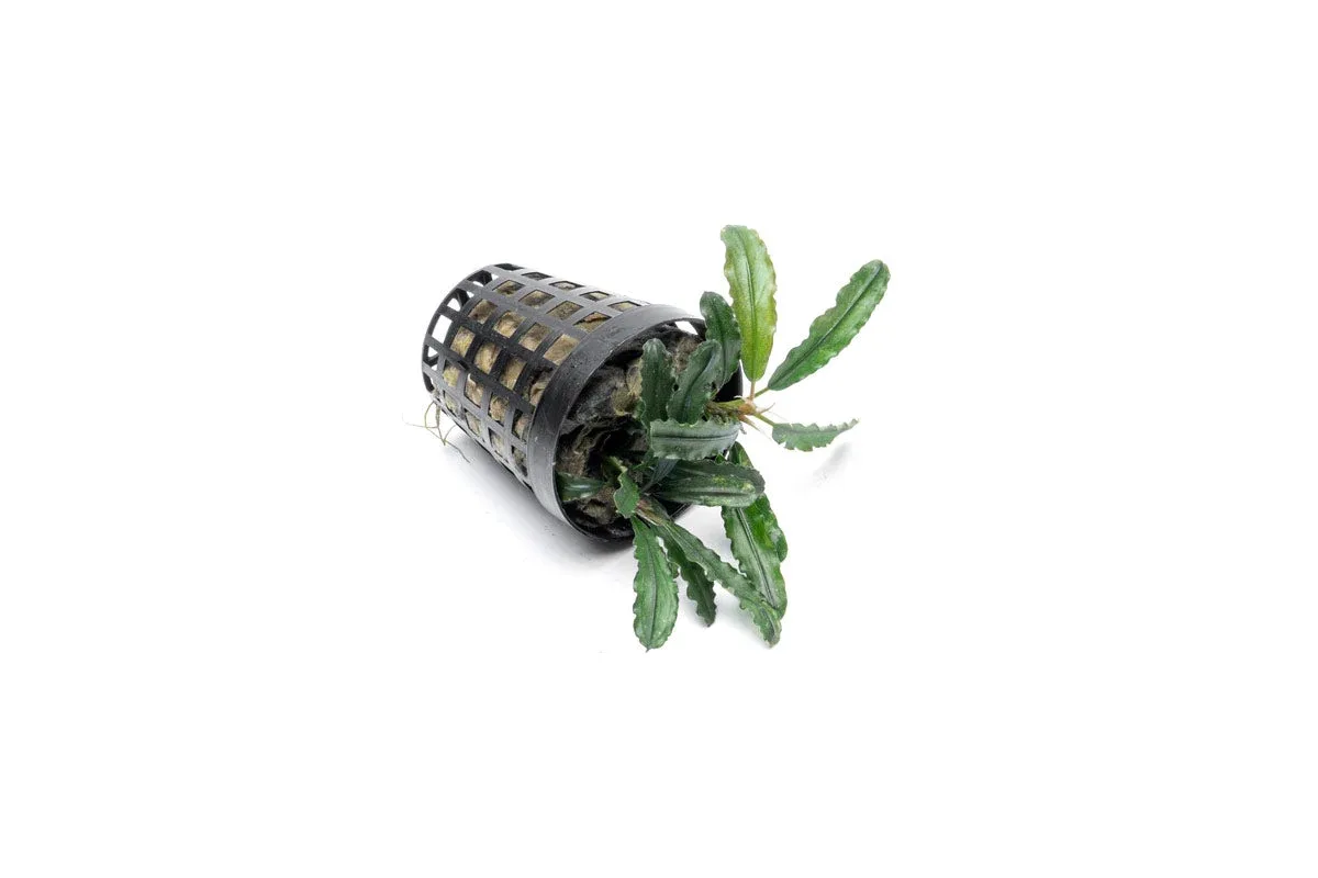 Bucephalandra Theia Green Pot - Image 2