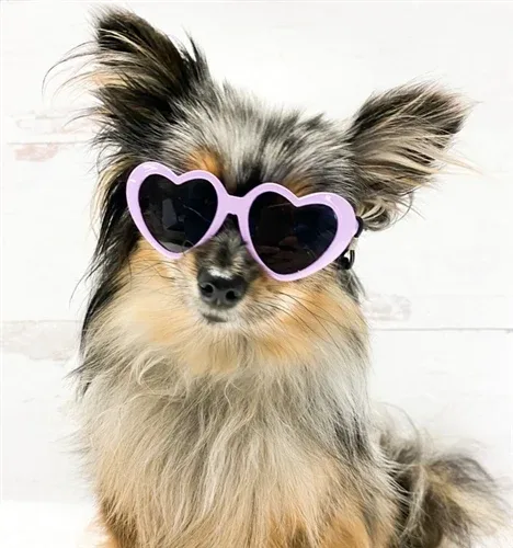 Tiny Dog Heart Sunglasses in Lavender