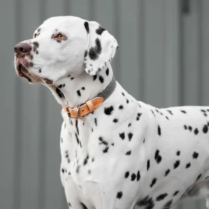 Essentials Twill Dog Collar in Slate by Lords & Labradors