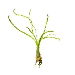 Crinum Calamistratum