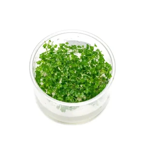Hydrocotyle Tripartita Mini UNS Tissue Culture
