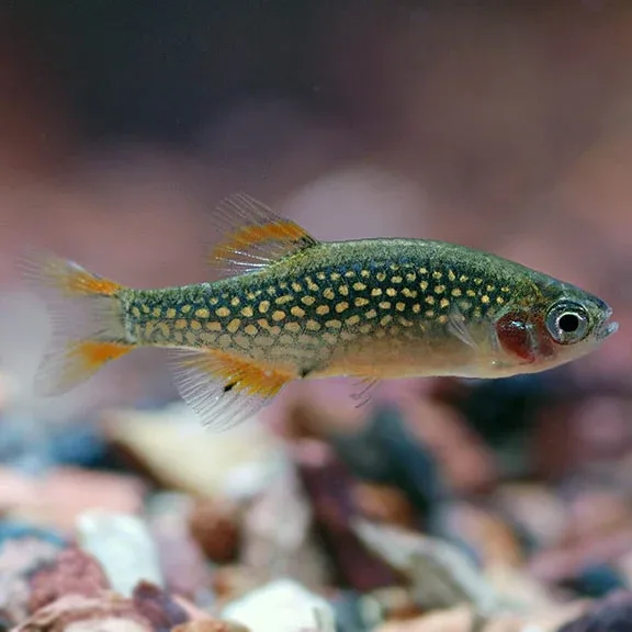 Celestial Pearl Danio (Galaxy Rasbora) EXPERT ONLY