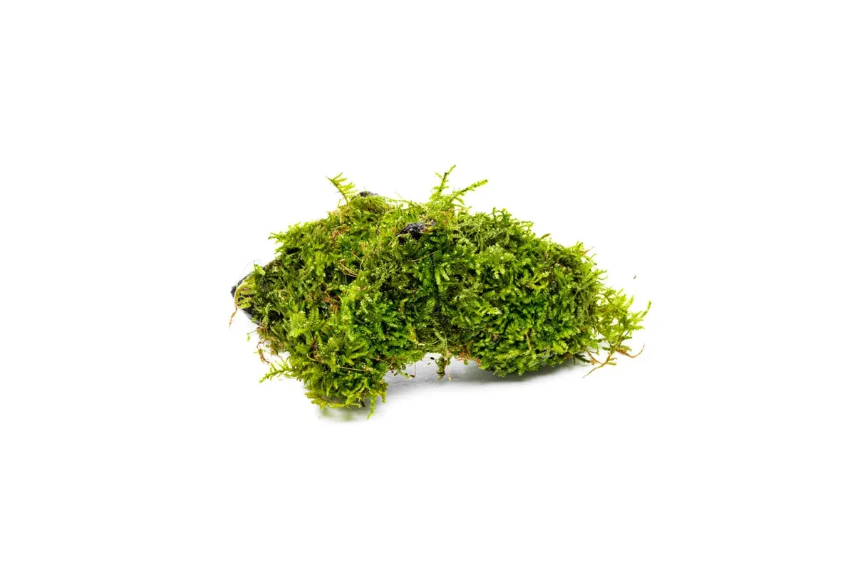 Christmas Moss on Driftwood - Image 2
