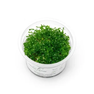Gratiola Viscidula Aquatic Farmer Tissue Culture