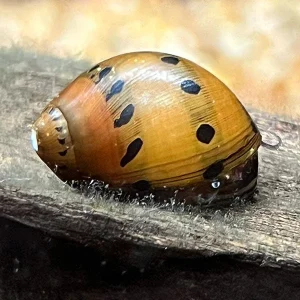 Onion Snail