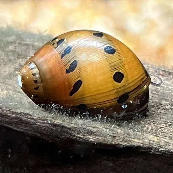 Onion Snail