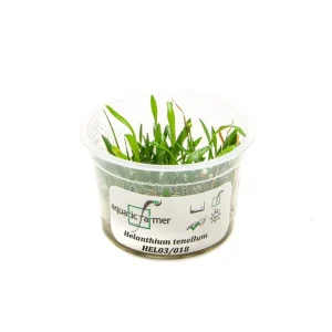 Helanthium Tenellum Aquatic Farmer Tissue Culture