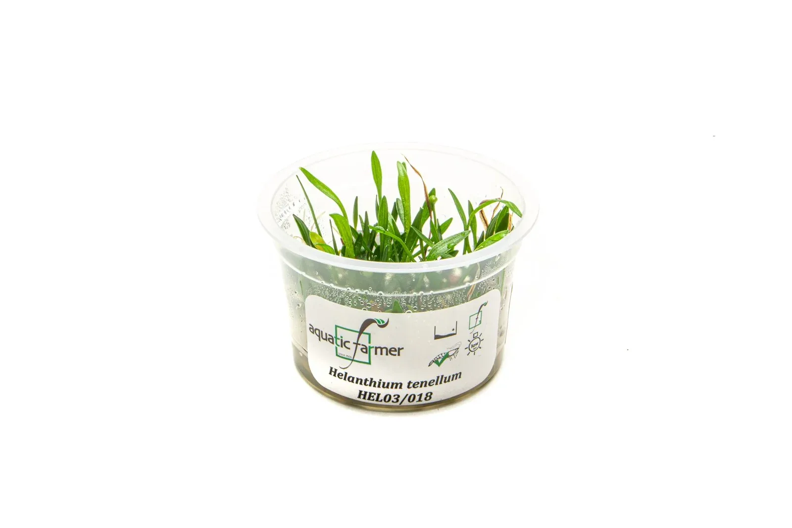 Helanthium Tenellum Aquatic Farmer Tissue Culture