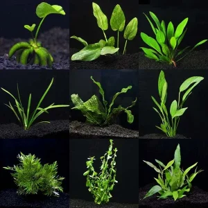 Aquarium Plant Pack - Ultimate 100 Gallons