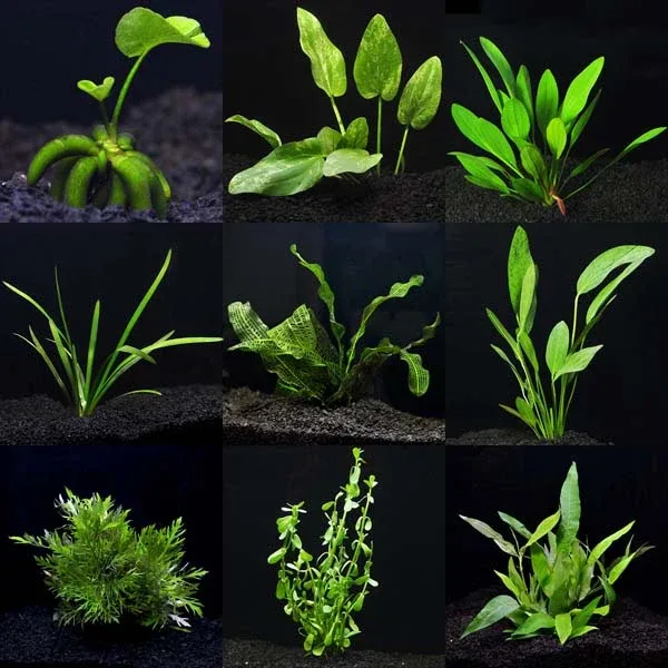 Aquarium Plant Pack - Ultimate 100 Gallons