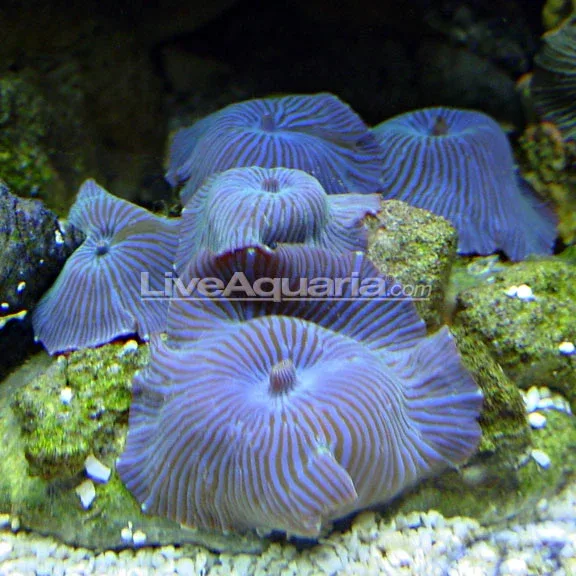 Blue Striped Mushroom