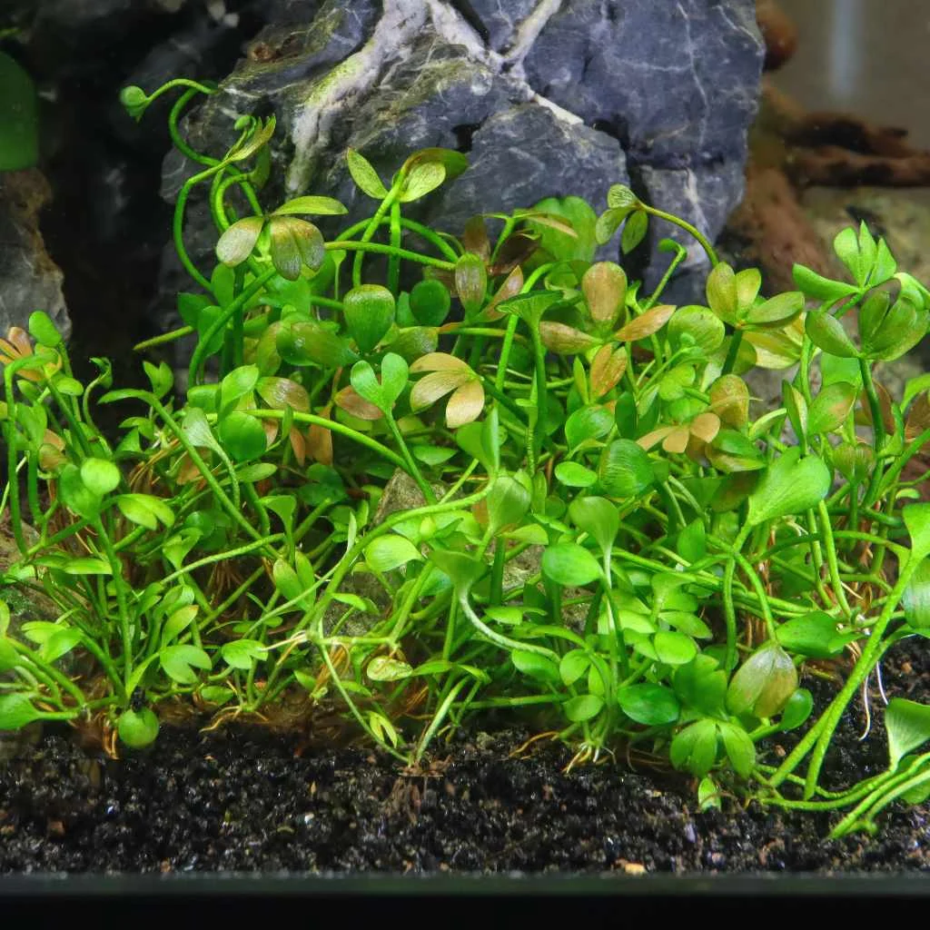 Marsilea Hirsuta Tissue Culture - Image 2