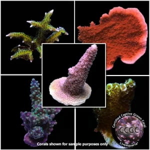 CCGC Aquacultured SPS Frag Pack