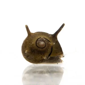 Horned Nerite Snails