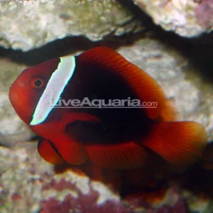 Tomato Clownfish