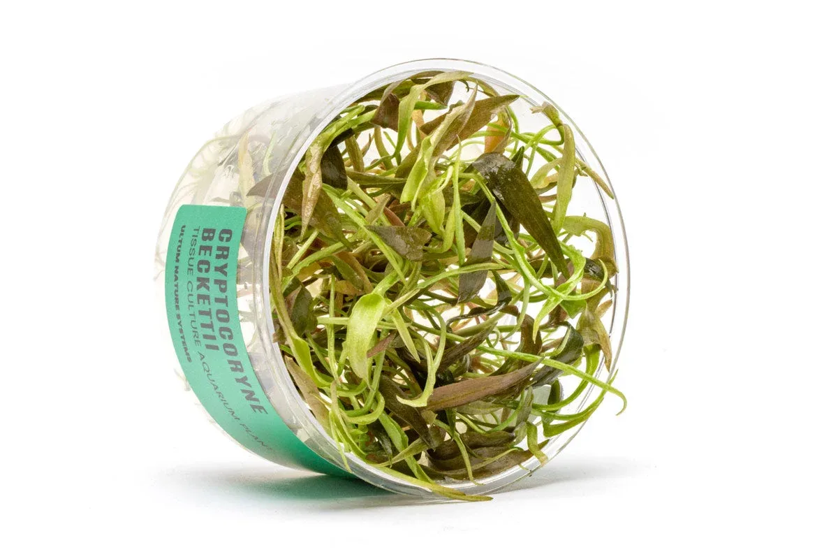 Cryptocoryne Beckettii UNS Tissue Culture - Image 2