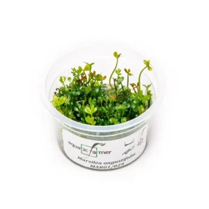 Marsilea Angustifolia Aquatic Farmer Tissue Culture