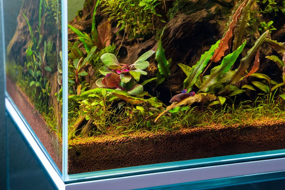 Lobelia Cardinalis UNS Tissue Culture - Image 2