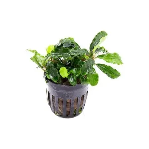 Bucephalandra Green Wavy Pot (Farmed)
