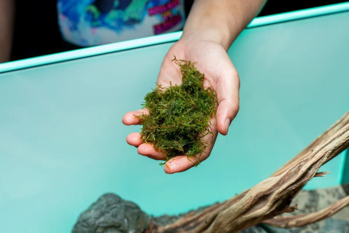Weeping Moss - Image 2