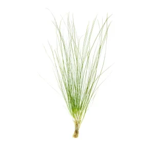 Eriocaulon Feather Duster