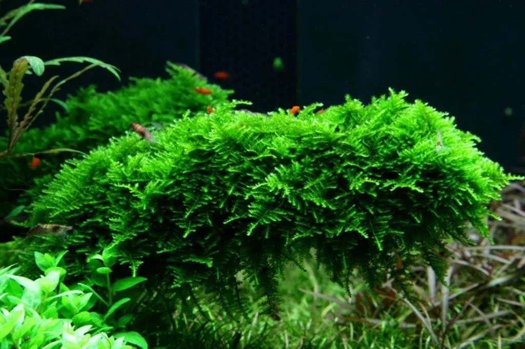 Vesicularia Montagnei 'Christmas Moss' Tissue Culture - Image 2