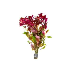 Ludwigia Peruensis/Gladulosa var. Diamond