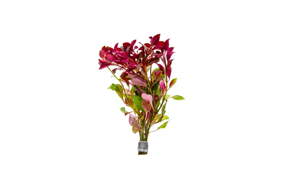 Ludwigia Peruensis/Gladulosa var. Diamond