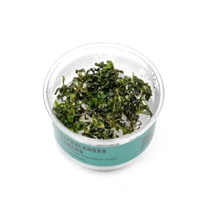 Bucephalandra Kedagang UNS Tissue Culture