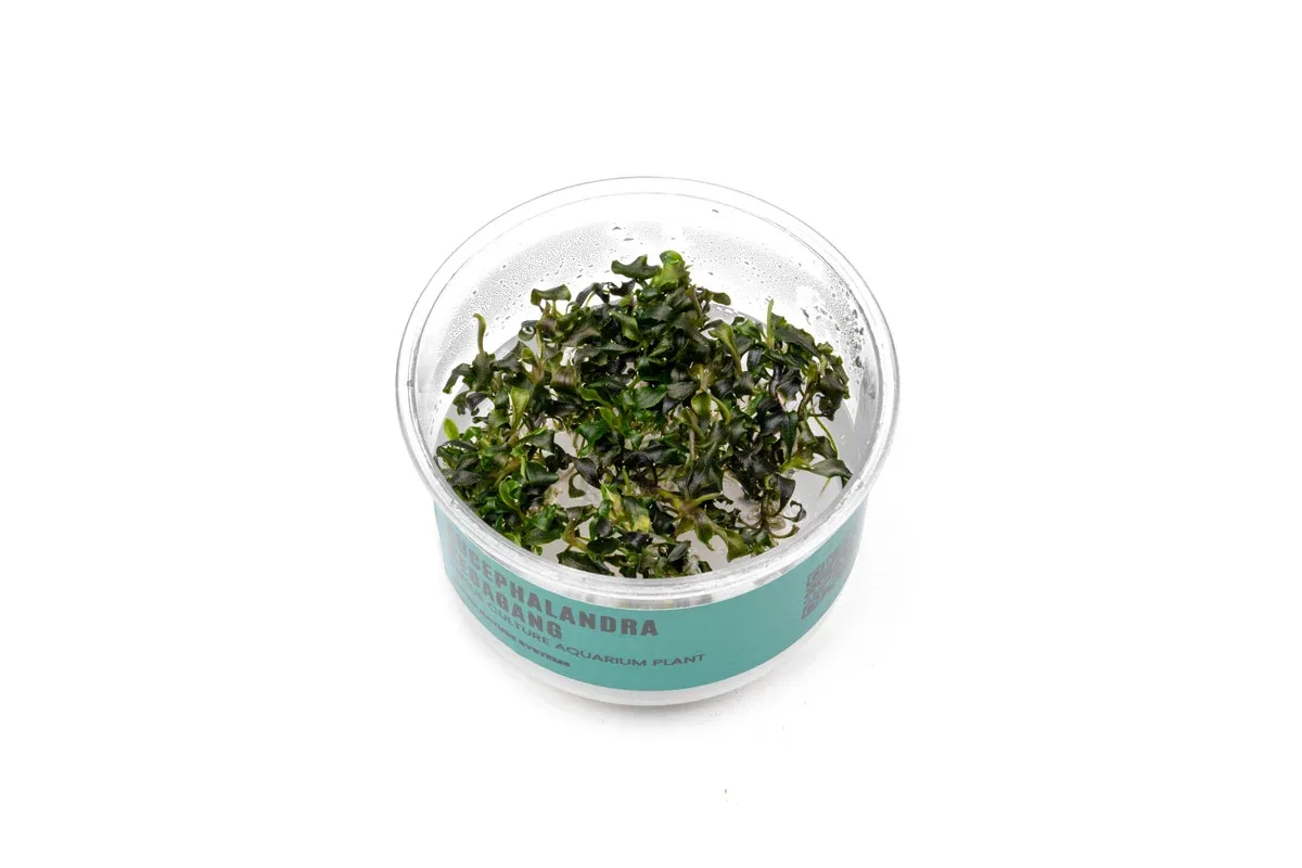 Bucephalandra Kedagang UNS Tissue Culture