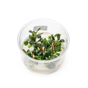 Bucephalandra Sekadau Bukit Betung UNS Tissue Culture