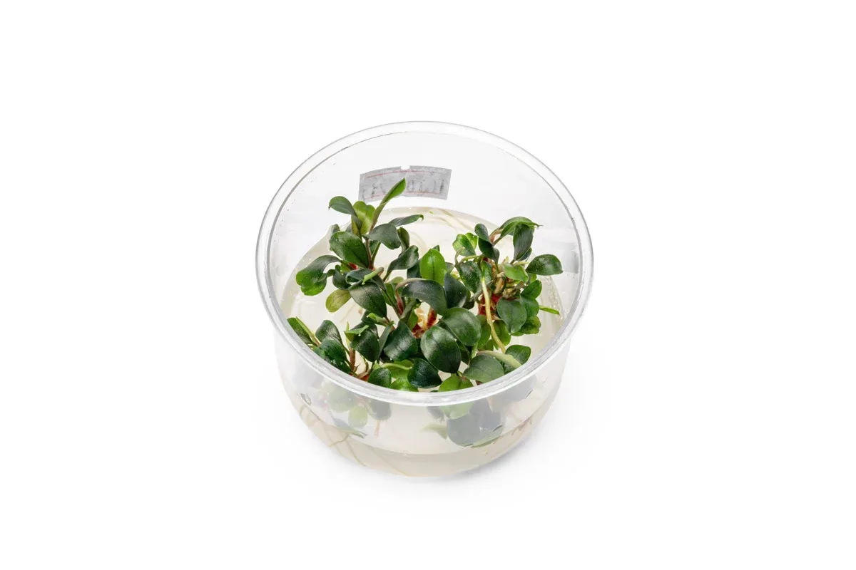 Bucephalandra Sekadau Bukit Betung UNS Tissue Culture