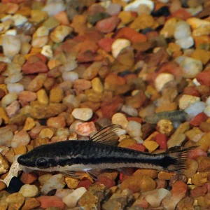 Otocinclus Catfish EXPERT ONLY