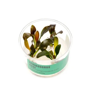 Echinodorus Rose Tissue Culture