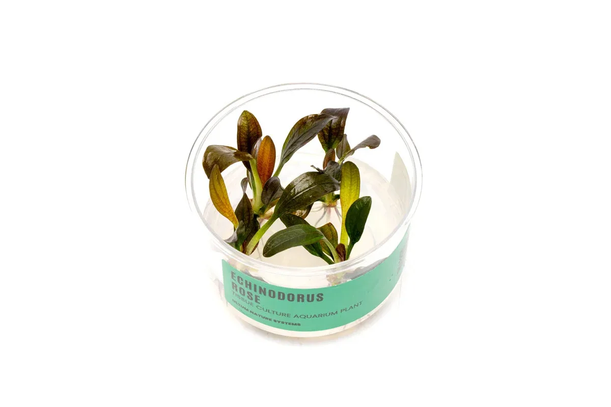 Echinodorus Rose Tissue Culture