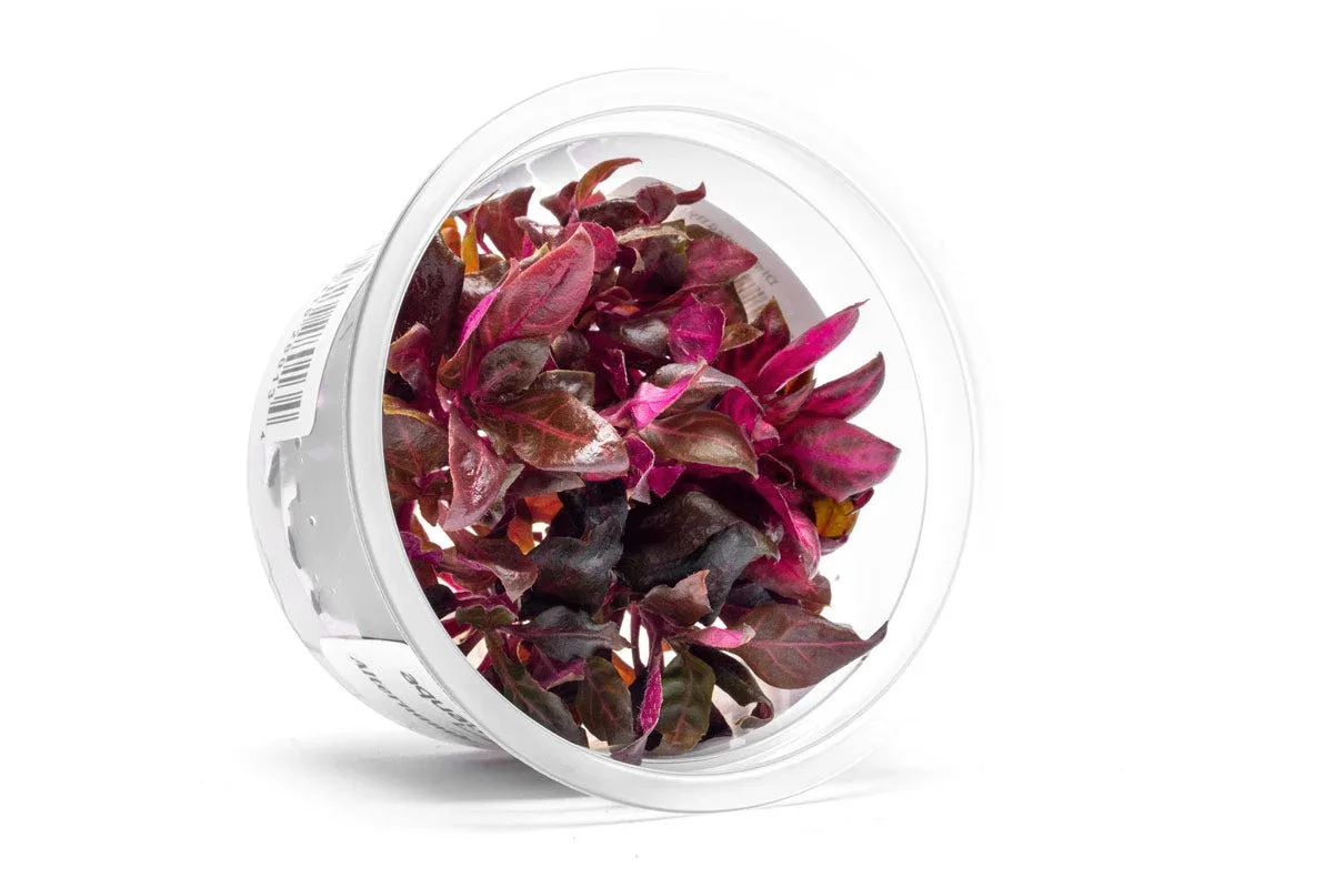 Alternanthera Reineckii Rosanervig Aquatic Farmer Tissue Culture - Image 2