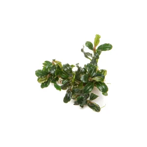 Bucephalandra Lamandau Mini Purple