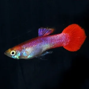 Red Coral Guppy, Male