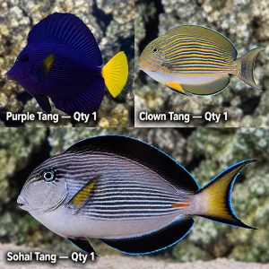 Tang Fanatics-01