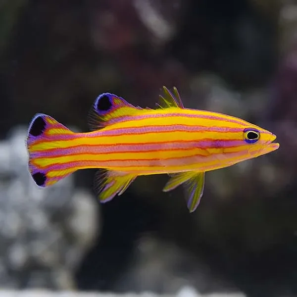 Deepwater Candy Basslet
