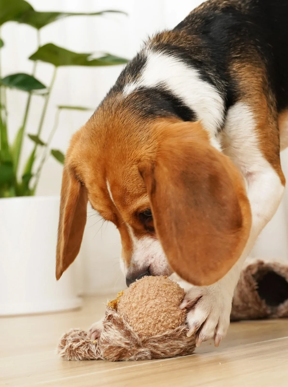 SQUIRREL POP DOG TOY - Image 2