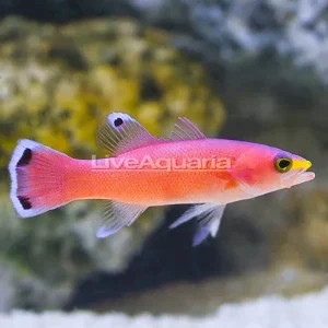 Caribbean Deepwater Cave Basslet