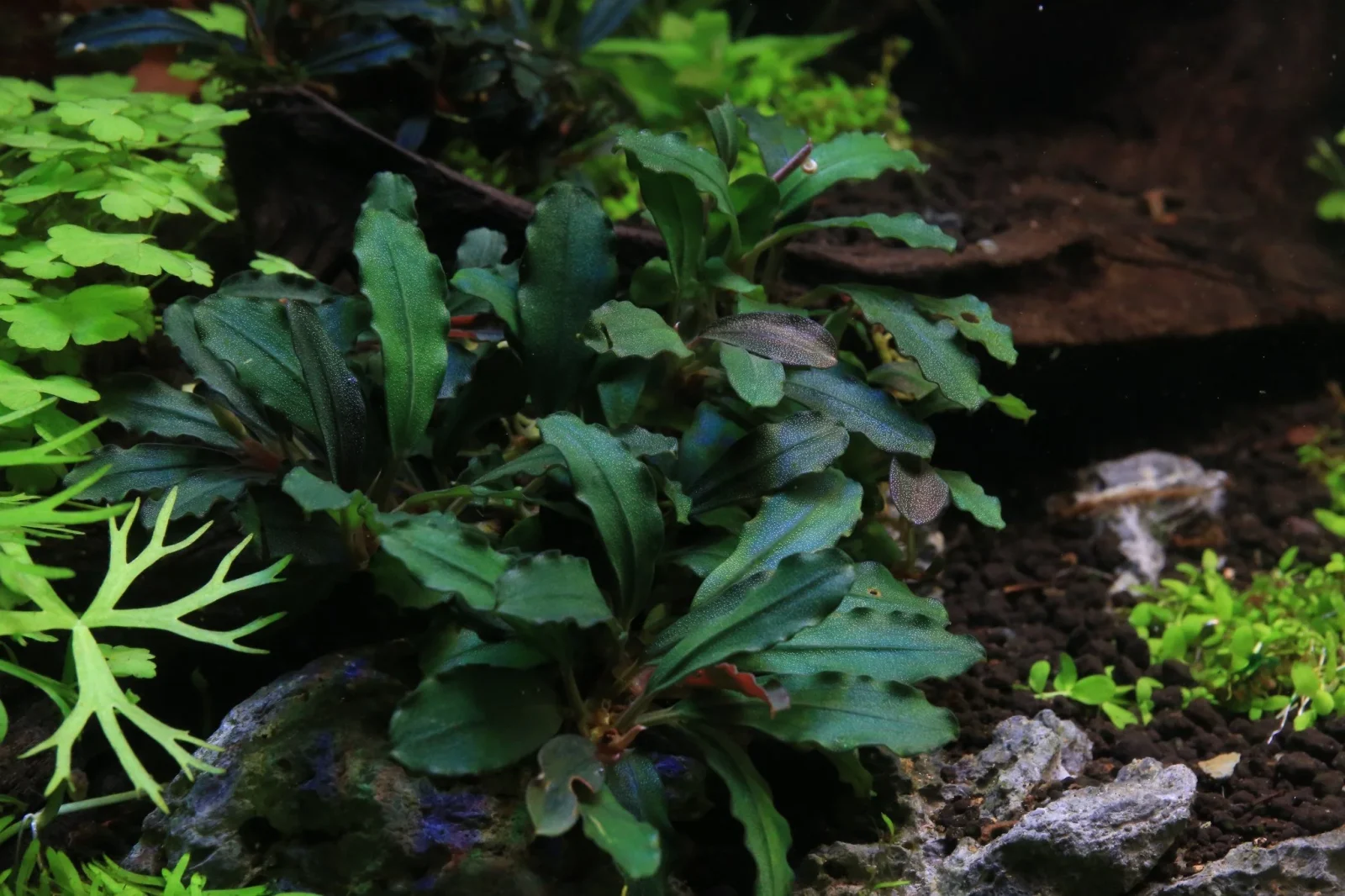 Bucephalandra Rainbow Frost - Image 2