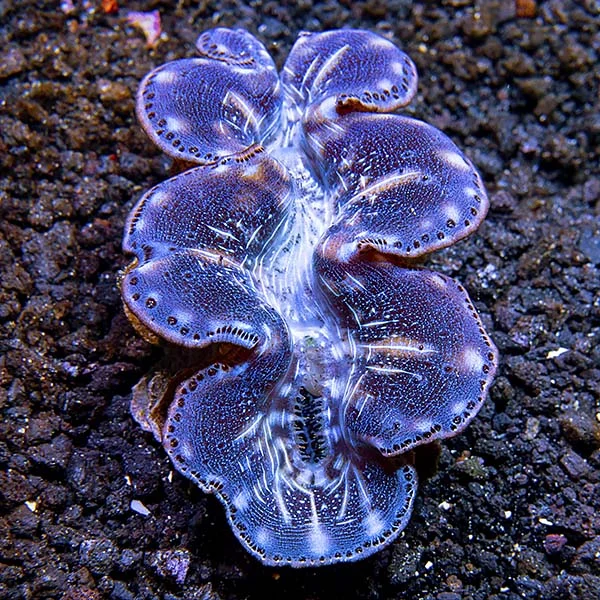 Maxima Clam First Grade, Aquacultured - Image 2